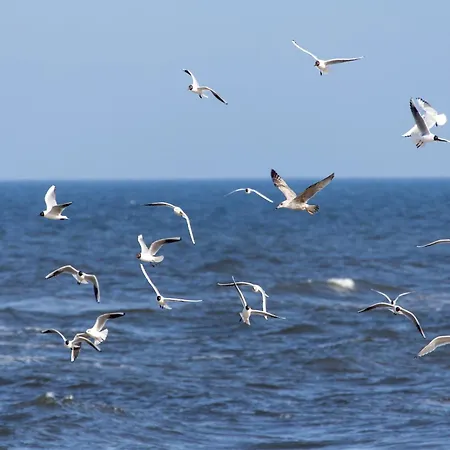 Wakacyjna Wioska Summerland Dziwnówek