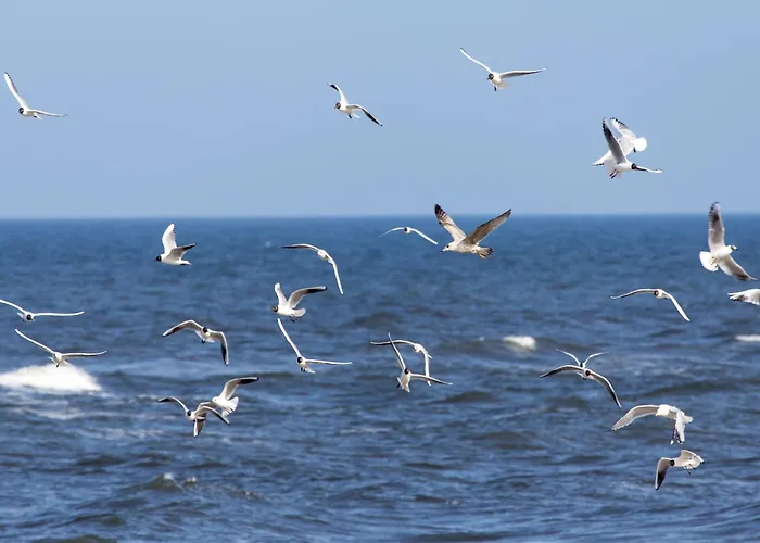 Wakacyjna Wioska Summerland Dziwnówek